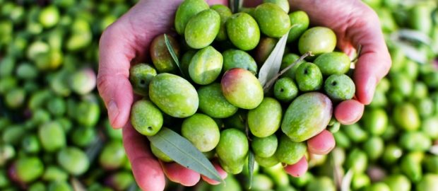 Ярмарка оливок на Корсике